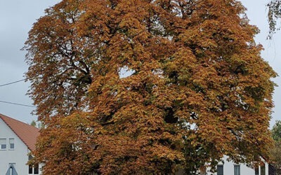 Degerschlacht hat zwei Naturdenkmale