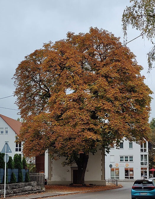 Degerschlacht hat zwei Naturdenkmale