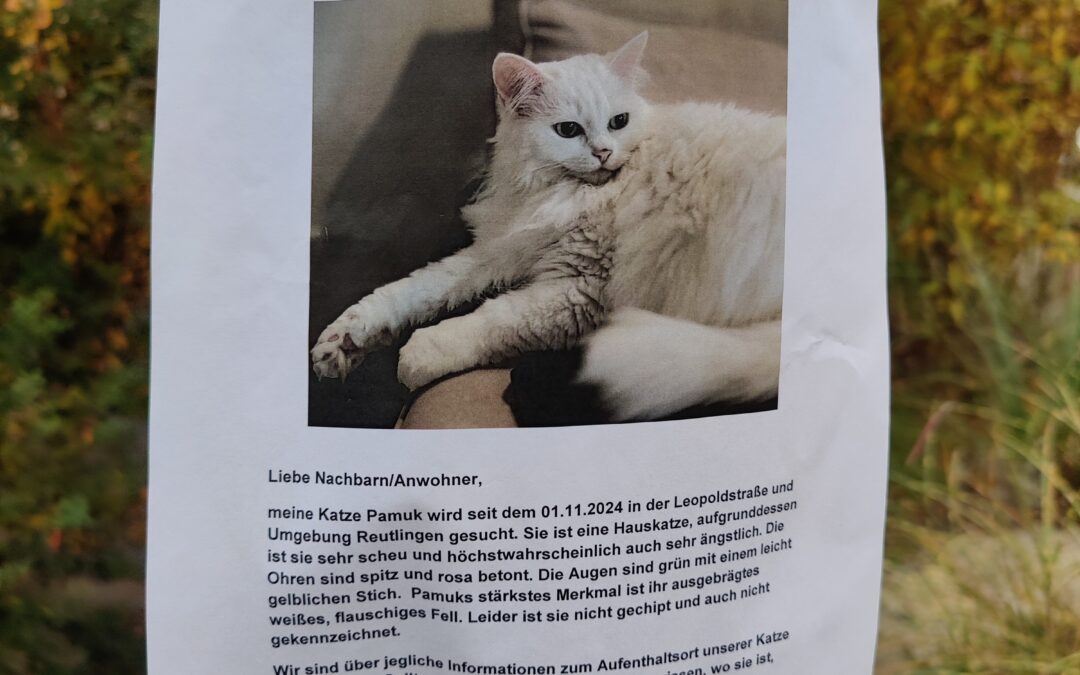 Kätzchen vermisst