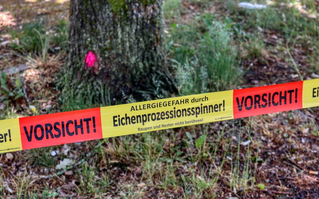 Vorsicht: Eichenprozessionsspinner