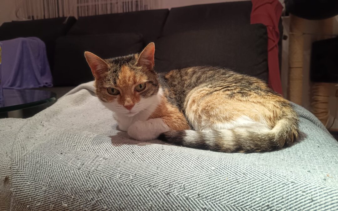 VERMISST – Katze Finchen aus der Schinkelstraße