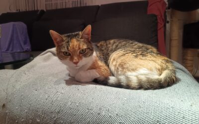 VERMISST – Katze Finchen aus der Schinkelstraße